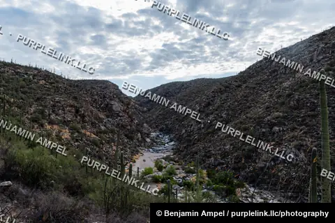 A rocky desert canyon lined with saguaro cacti opens onto a sandy streambed, layered hillsides receding under a partly cloudy sky.