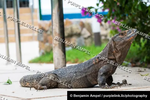 A large black spiny-tailed iguana rests on a paved walkway near tropical flowers and a stone wall at a resort.