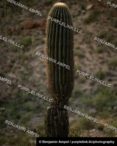 A single tall saguaro cactus stands prominently on a scrubby desert hillside as evening light fades, its arms and spines outlined in warm dusk tones.