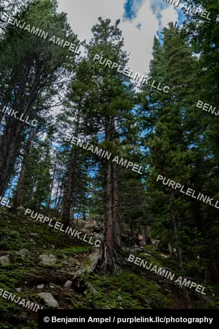 Sunlight filters through tall conifer trees rising from a rocky, moss-covered mountain slope beneath a partly cloudy sky.