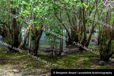 A dense stand of mangrove trees with exposed roots grows in shallow, clear tidal water surrounded by rocks and moss.
