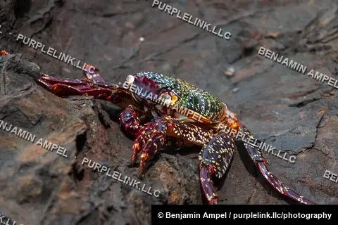 A close-up macro shot reveals the intricate purple, green, and gold patterns on a crab's shell as it clings to volcanic rock.