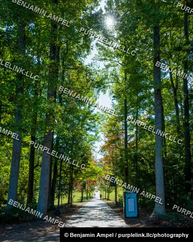 Sunlight filters through a canopy of green trees over a brick walkway lined with lampposts on a university campus.