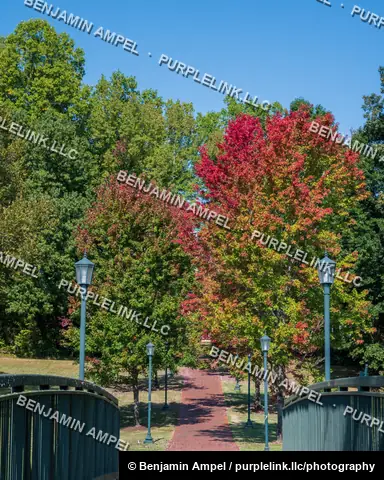 A brick path lined with lampposts leads toward a burst of red and gold autumn foliage under a clear blue sky.