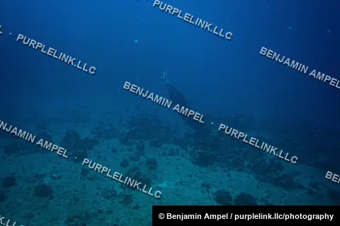 A large marine animal silhouette moves over a boulder-strewn ocean floor, viewed through the porthole of a submarine off Hawaii.