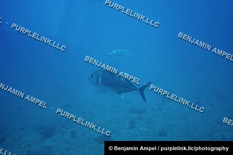 Two large trevally fish glide over a sandy, rock-dotted seabed in clear blue water off Hawaii.