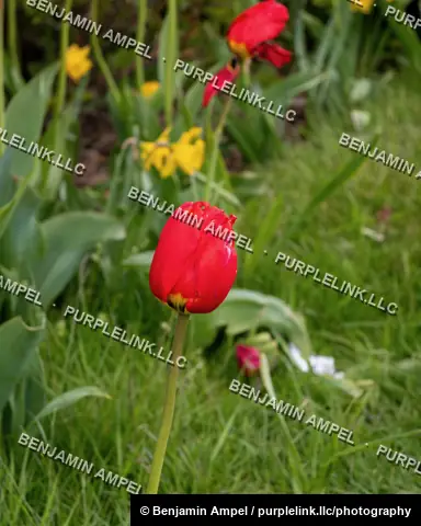 A red tulip in bud stands among green grass with yellow daffodils blurred in the background.