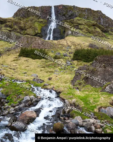 Snæfellsnes, Iceland - June 2024: two hikers walk a trail toward the base of a waterfall dropping from a mossy basalt cliff framed by pine trees.