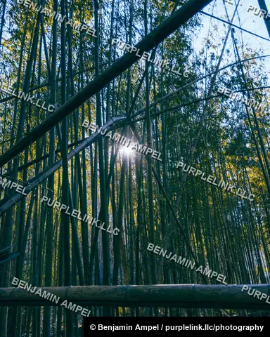 Sunlight beams through a thick bamboo grove, creating a starburst effect among the crisscrossing stalks.