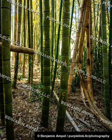 Sunlight filters through a bamboo grove where several stalks have been carved with initials and names.