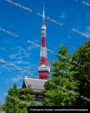 The red and white Tokyo Tower rises above a traditional temple rooftop, framed by lush green ginkgo trees under a clear blue sky.