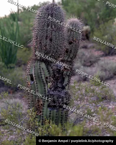 A tall saguaro cactus with a weathered trunk and bird nesting cavity stands among desert scrub in the Sonoran Desert, Arizona.