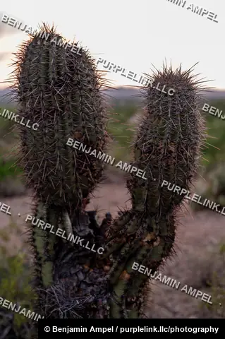 Two saguaro cactus arms rise in silhouette against a warm sunset sky over the Sonoran Desert, Arizona.