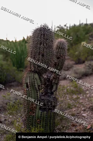 A saguaro cactus with two upright arms stands against a hazy desert horizon in the Sonoran Desert, Arizona.