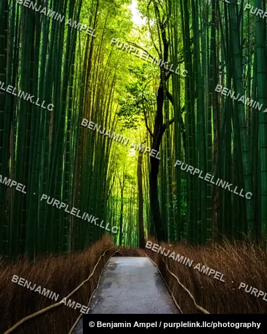 A quiet stone path winds through the towering green bamboo stalks of the Arashiyama Bamboo Grove near Kyoto, Japan, with soft light filtering through the canopy.