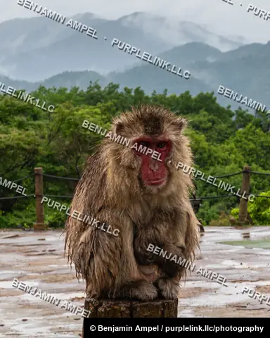 A wet Japanese macaque sits on a wooden post at Iwatayama Monkey Park in Arashiyama, Kyoto, with layered misty mountains in the background.
