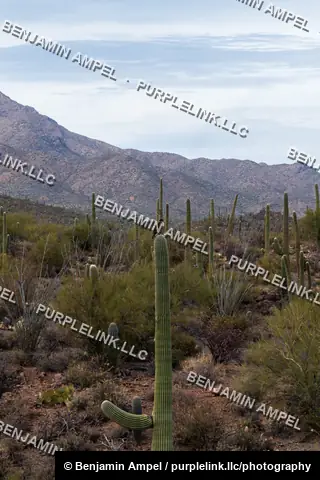 A field of tall saguaro cacti stretches across the Sonoran Desert with layered mountain ranges in the distance.