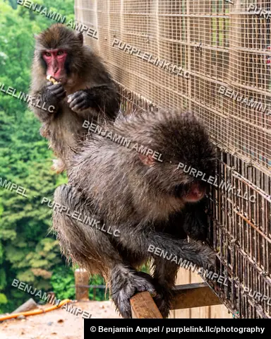 Two wet Japanese macaques sit on a wooden railing beside a wire feeding cage at Iwatayama Monkey Park in Arashiyama, Kyoto, with green forest below.