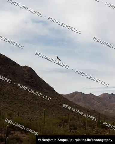 A hawk soars through the sky above saguaro cacti and rugged desert mountains in the Sonoran Desert.