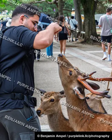 A man raises his hand to feed a wild sika deer while onlookers pass by in the background of Nara Park, Japan.