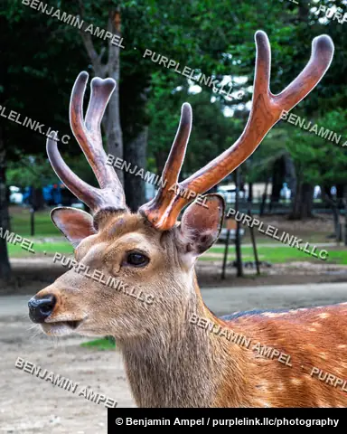 A close-up portrait of a sika deer's face and tall branching antlers against a blurred green park background in Nara, Japan.