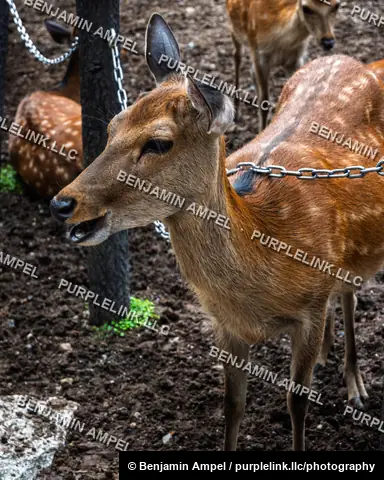 A sika deer wearing a chain leash stands among a resting herd of spotted deer on bare ground in Nara Park, Japan.