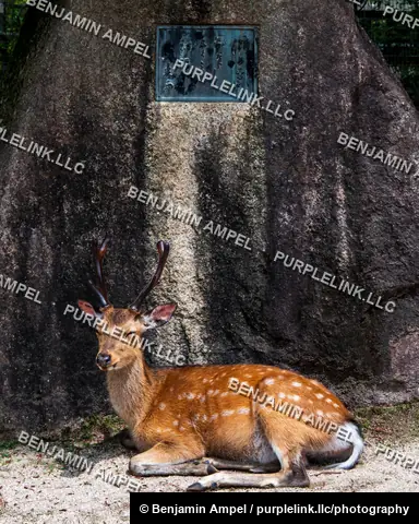 A spotted sika deer with antlers rests peacefully against a large engraved stone in Nara Park.
