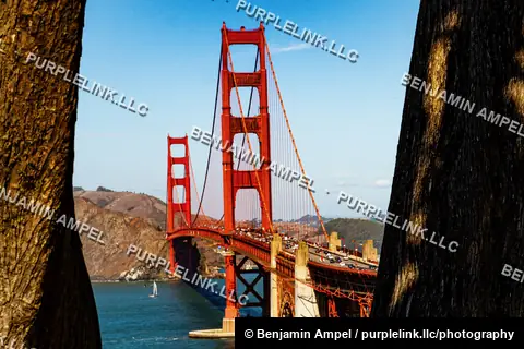 The Golden Gate Bridge stretches across the bay, framed by two tree trunks, with traffic crossing and a sailboat below.