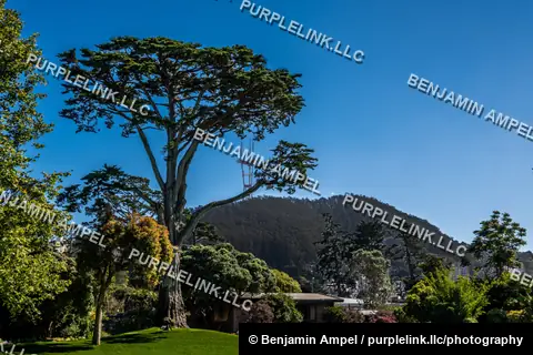 A large cypress tree frames a grassy park lawn with San Francisco's hillside and the distant antenna of Sutro Tower under a clear sky.
