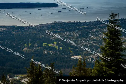 Evergreen treetops frame a distant view of Vancouver's skyline, harbor, and anchored ships from a mountainside overlook.