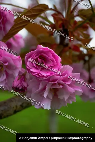 Delicate pink double-bloom cherry blossoms cluster on a branch against a soft green background.
