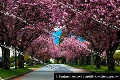 Cherry blossom trees form a blooming pink canopy over a quiet residential street in Vancouver, Canada.