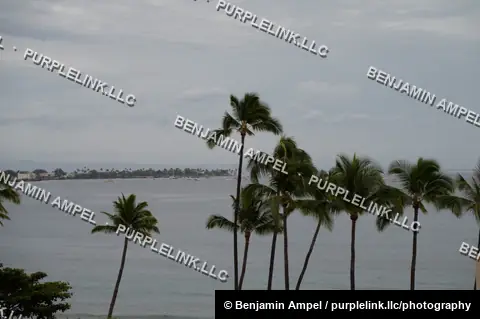 Tall coconut palm trees line a calm coastal shoreline, with a distant town and boats visible across the water under an overcast sky.
