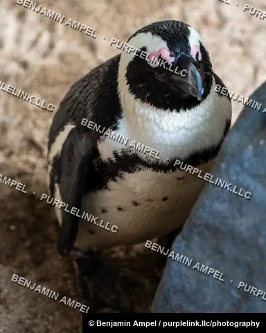 Close-up portrait of an African penguin standing on sand beside a rock, looking toward the camera.
