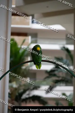 A green Amazon parrot with a yellow head rests on a curved metal perch, with a blurred resort building and palm trees behind it.