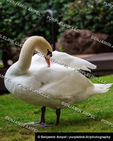 A white mute swan bends its long neck to preen its wing feathers while standing on a grassy lawn.