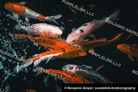 A cluster of orange and white koi fish swim together at the surface of a dark garden pond, viewed from above.
