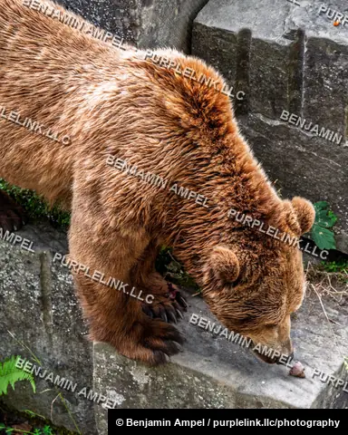 A brown bear leans down to lick its paw on a stone ledge at the Bern bear enclosure.