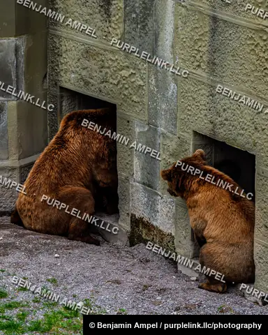 Two brown bears sit at separate stone den openings within an outdoor bear enclosure in Bern.