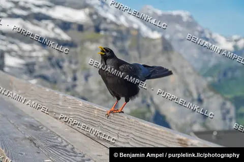 An alpine chough with bright orange legs and yellow beak calls out while perched on a wooden railing above snow-capped peaks.