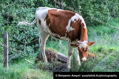 A brown and white cow grazes on grass beside a fence in a lush green pasture surrounded by shrubs.