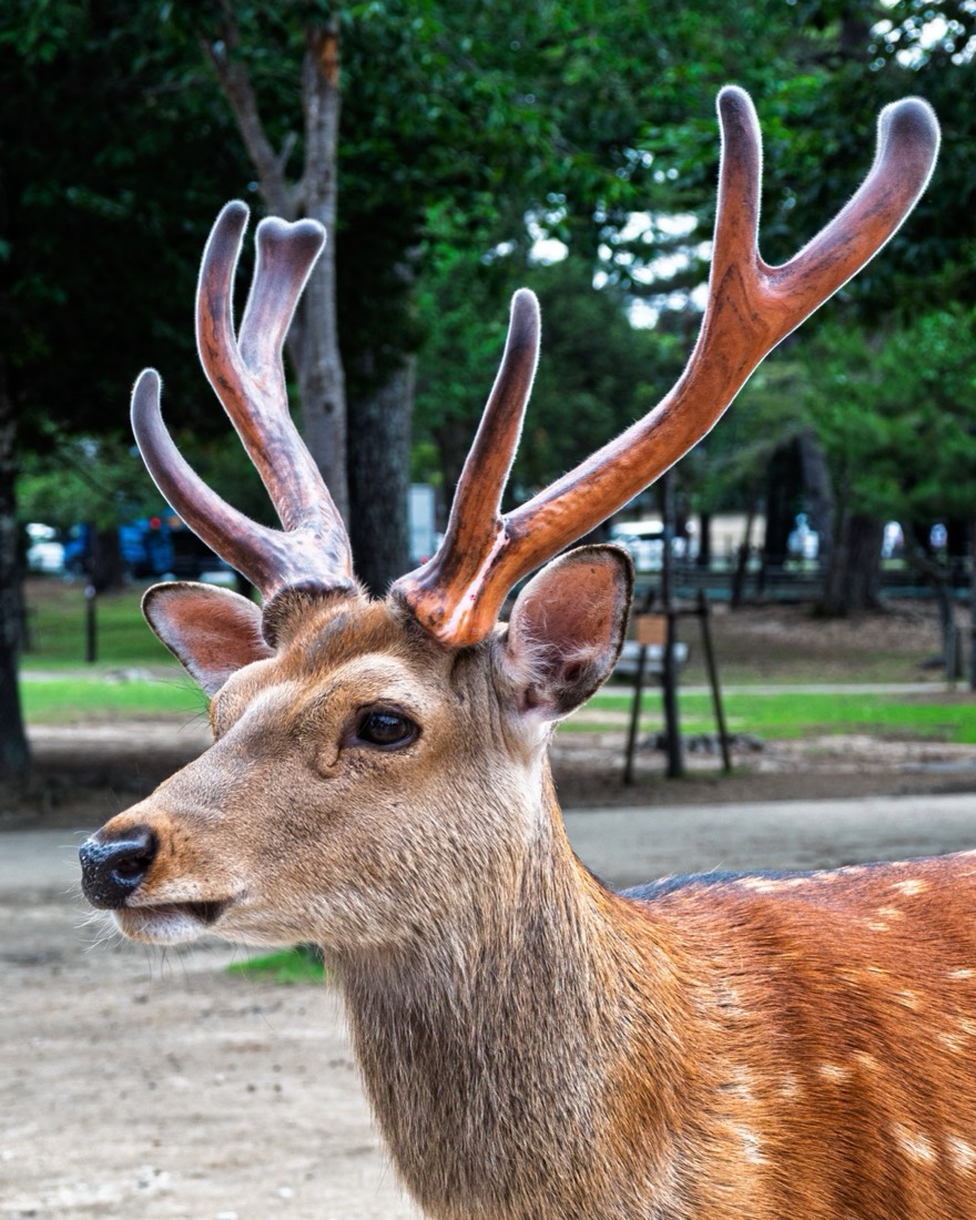 Close-up of a sika deer with tall antlers in Nara Park